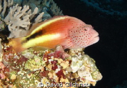 An accomplished photo 'poser', a Hawkfish does its best t... by David Gilchrist 